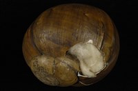 藏品(元寶螺)的圖片